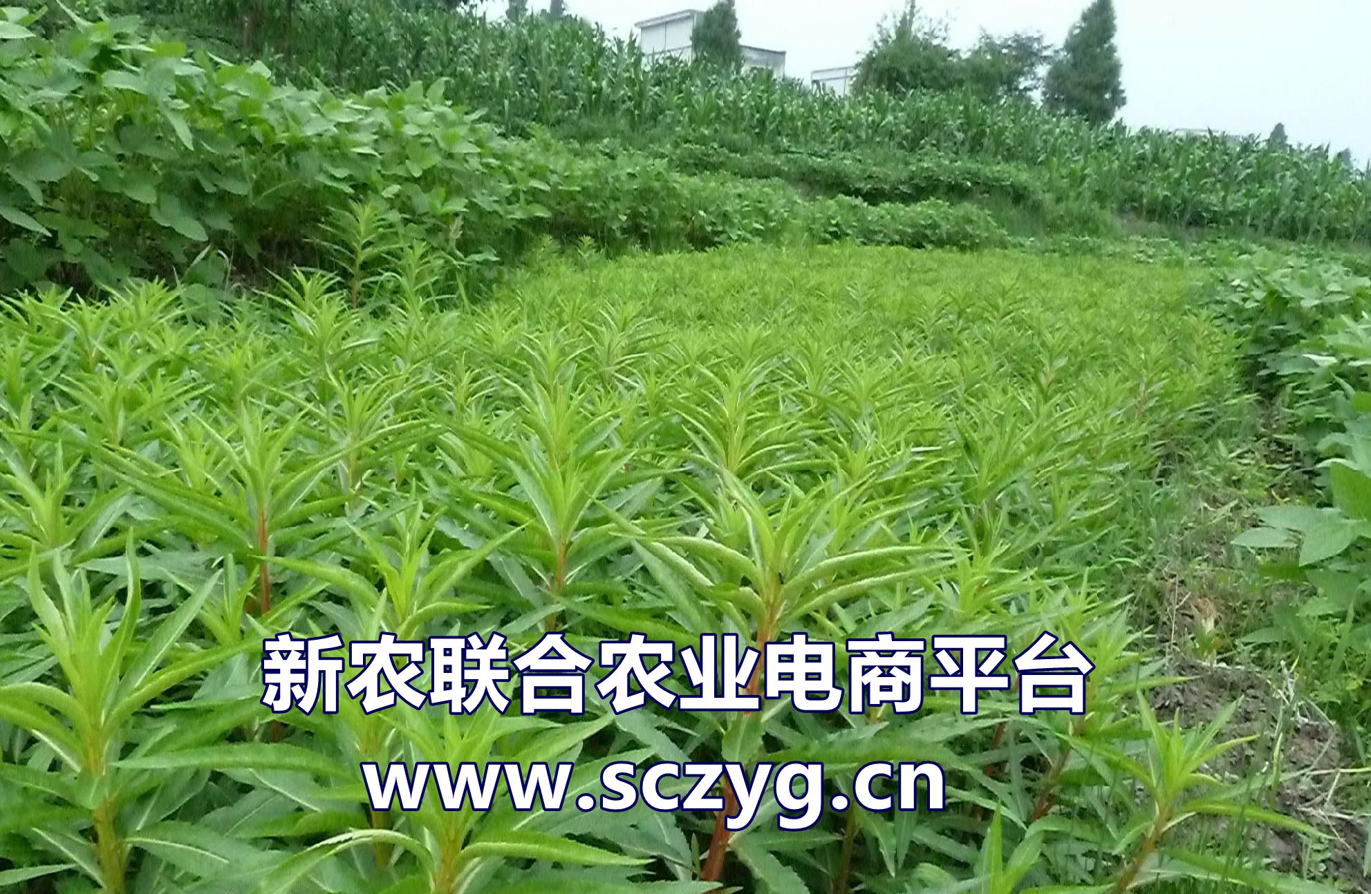 赶黄草全株茶,正品赶黄草泡水喝的正确方法