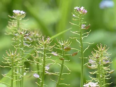 春光无限好来田里干活,春光大好芦苇林里抓笋子