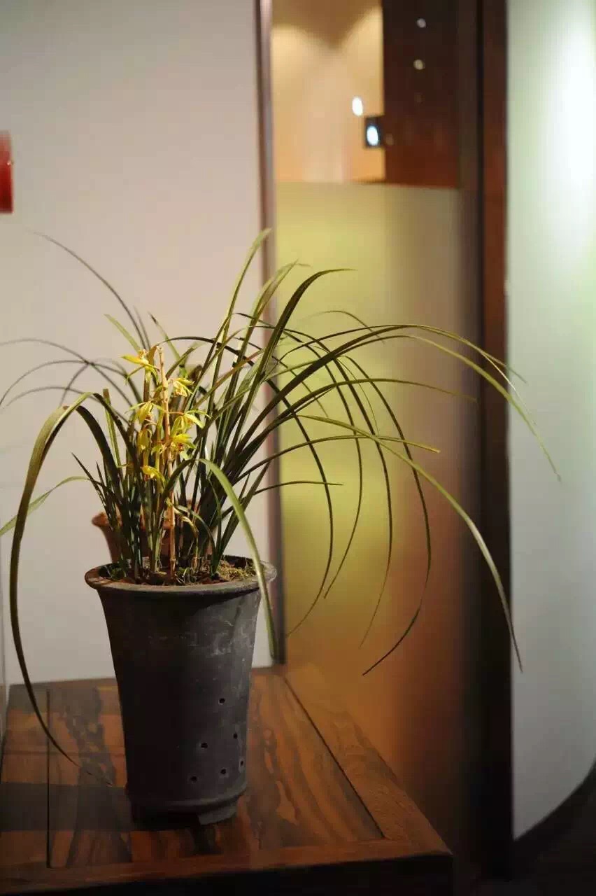 迎春时节兰花开,春天正是兰花盛开时节