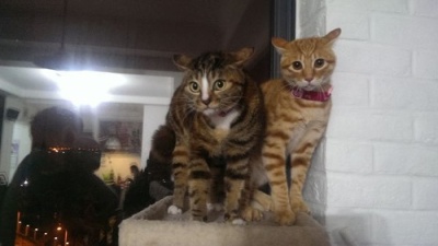 狗狗剃了毛毛后伤心没自信了，结果却因为这些原因重振威武