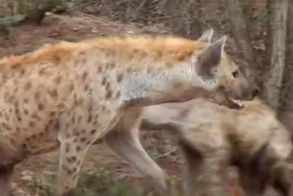 蜜獾单挑鬣狗群非洲二哥,蜜獾不大但敢与狮子鬣狗抗衡