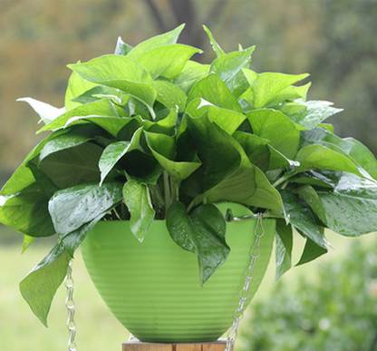 花匠音·养植推荐之身边的路人甲——绿萝