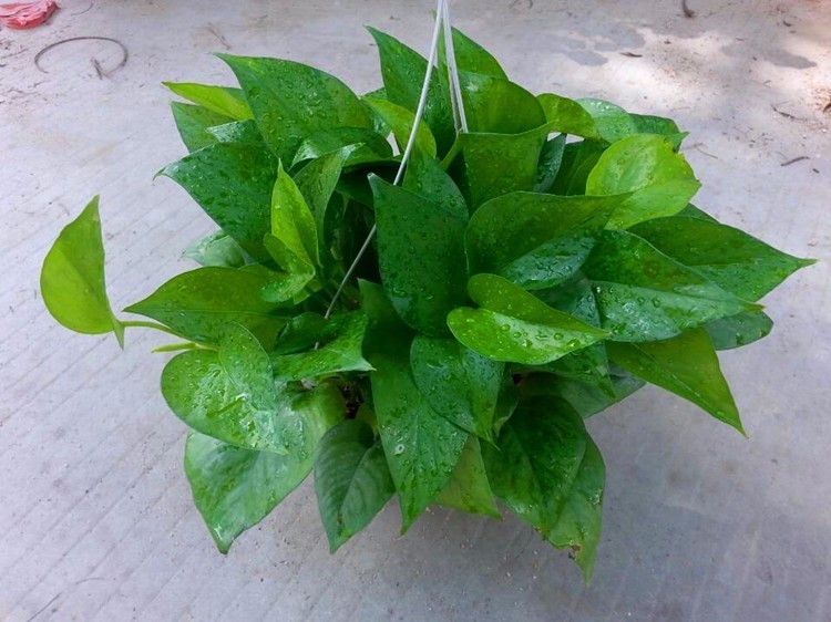 花匠音·养植推荐之身边的路人甲——绿萝