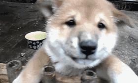 萨摩与哈士奇兄弟绝对是史上最逗B的组合