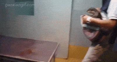 萨摩与哈士奇兄弟绝对是史上最逗B的组合