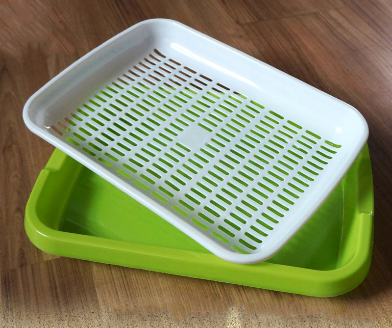 最全的芽苗菜种植技术省钱又生态,芽苗菜在家大量种植