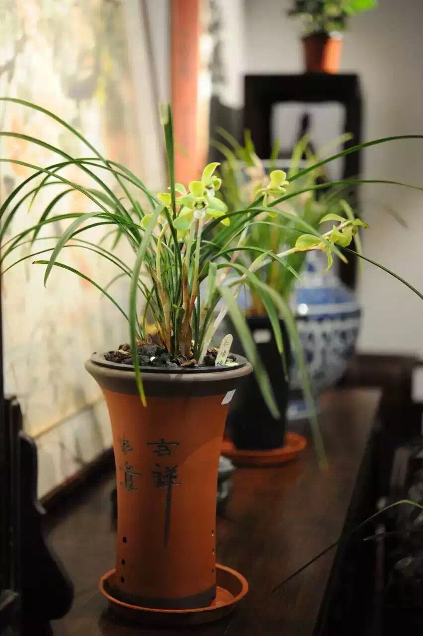 迎春时节兰花开,春天正是兰花盛开时节