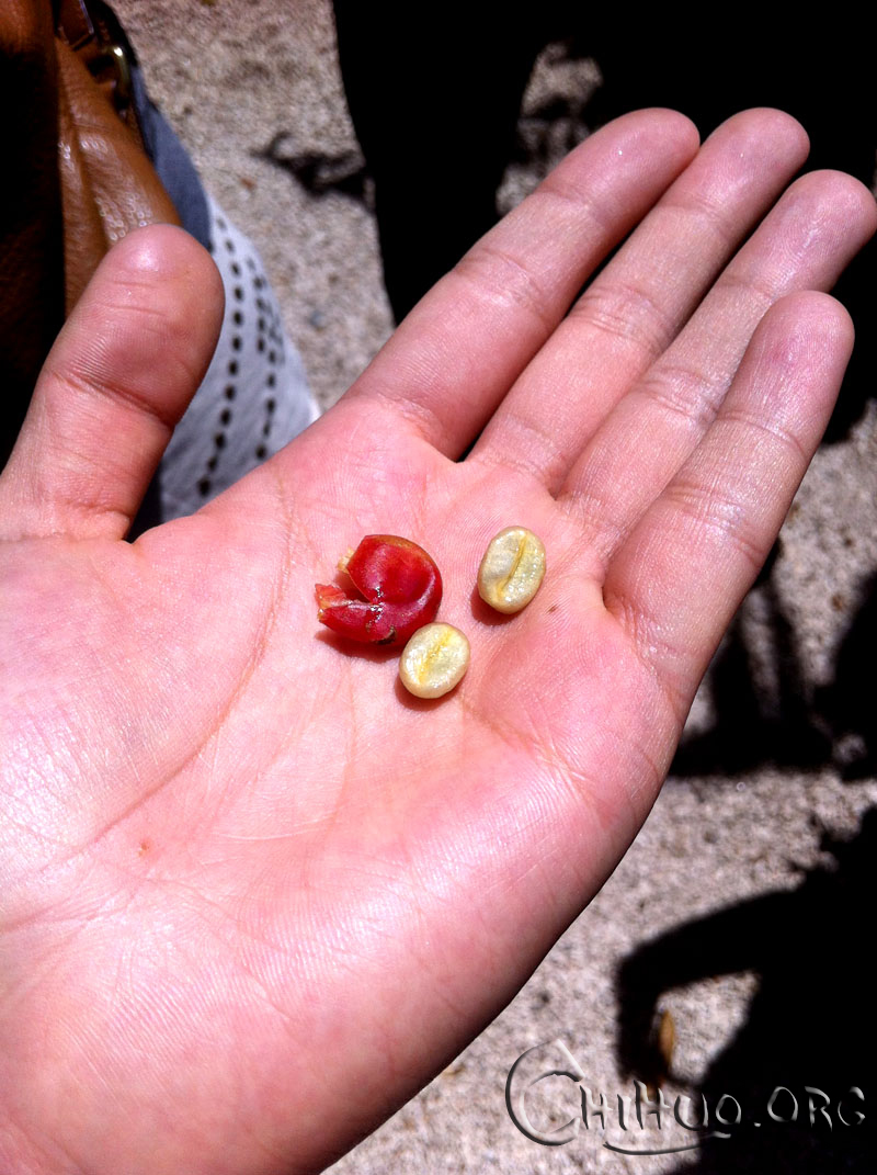 看看咖啡豆要如何才能成为星巴克爸爸