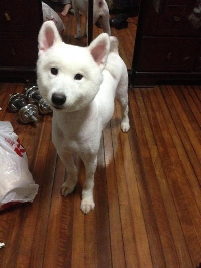 狗狗剃了毛毛后伤心没自信了，结果却因为这些原因重振威武