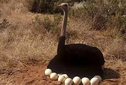 世界上数量最多的鸟类是,世界上飞得最高的鸟类是