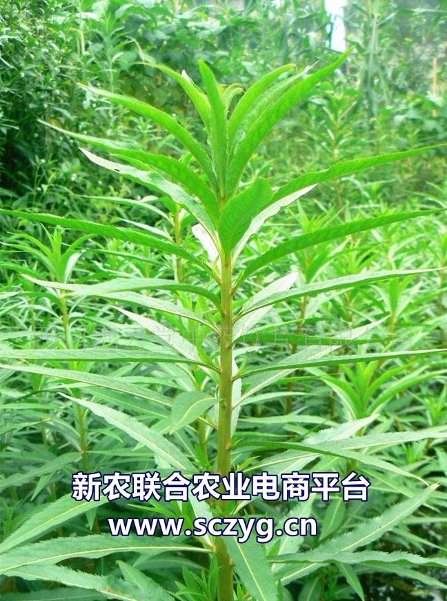 赶黄草全株茶,正品赶黄草泡水喝的正确方法