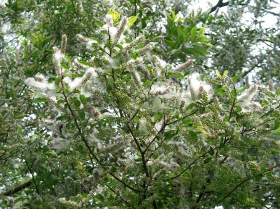 身上奇痒无比而且一大片很红,身上奇痒无比