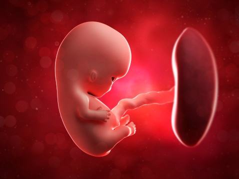 人体胎盘能干什么,人体胎盘有什么效用