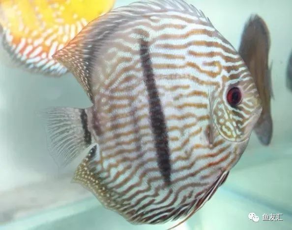 野菜分类,野彩和家彩的饲养区别