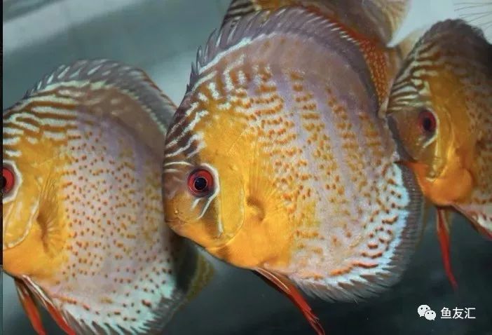 野菜分类,野彩和家彩的饲养区别