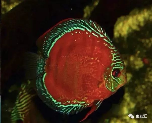 野菜分类,野彩和家彩的饲养区别