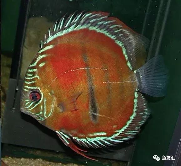 野菜分类,野彩和家彩的饲养区别