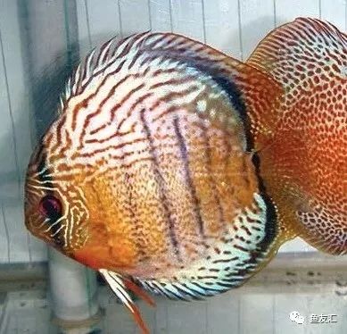 野菜分类,野彩和家彩的饲养区别