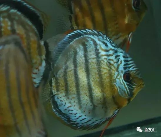 野菜分类,野彩和家彩的饲养区别