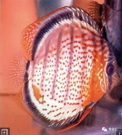 野菜分类,野彩和家彩的饲养区别