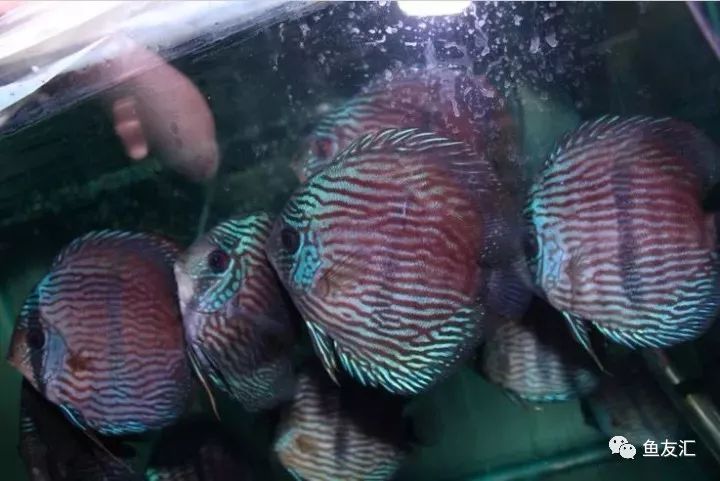 野菜分类,野彩和家彩的饲养区别