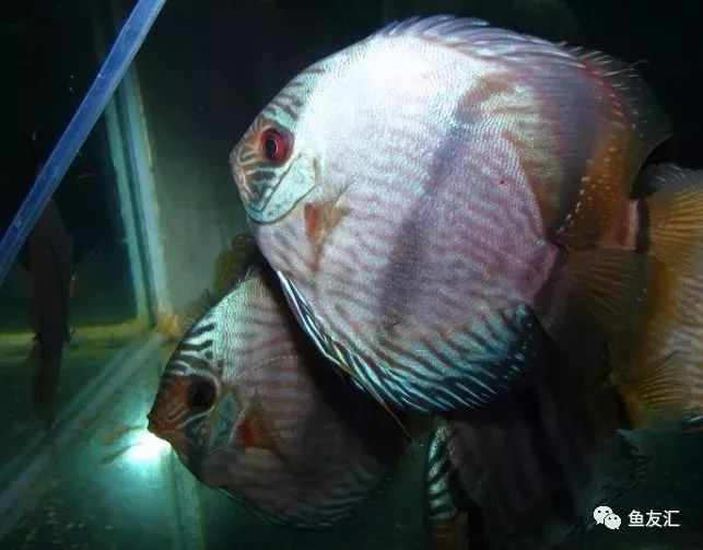 野菜分类,野彩和家彩的饲养区别