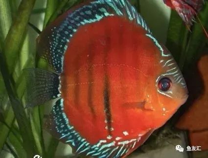 野菜分类,野彩和家彩的饲养区别