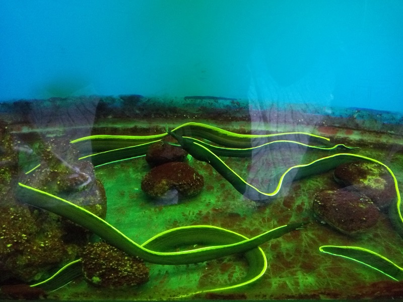 越南芽庄五指湾游记,柬埔寨越南芽庄的游记