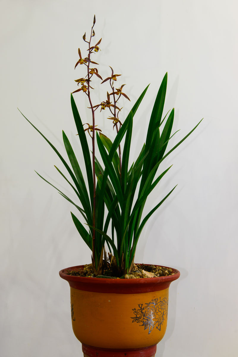 贵州省最名贵十种兰花,蕙兰最名贵十种兰花