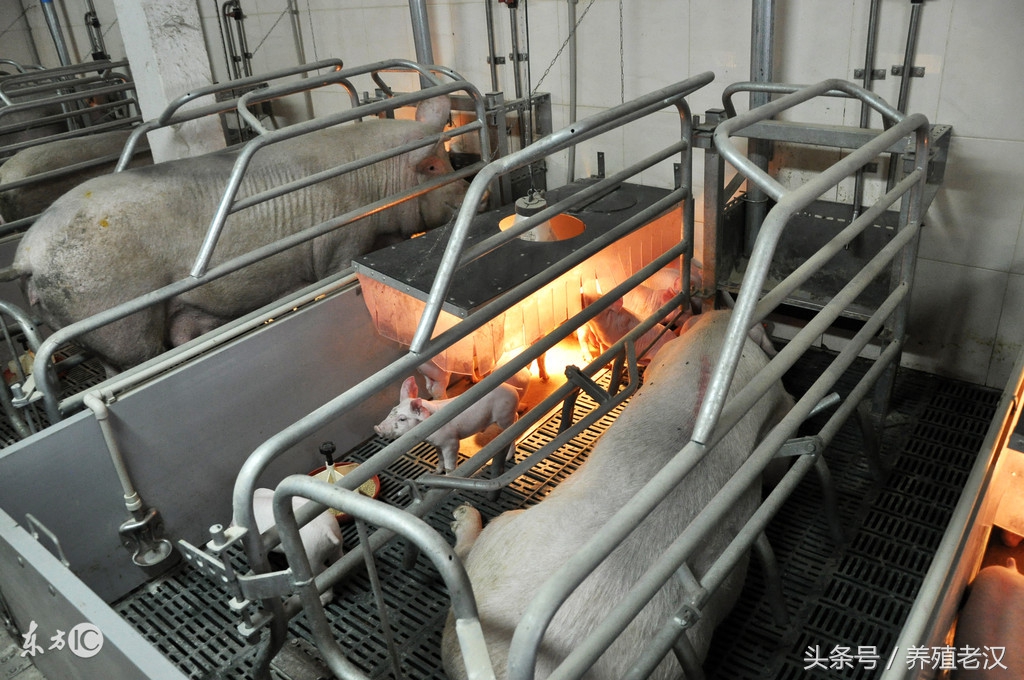 母猪产子如何护理视频,母猪的饲养管理和如何增加产仔数