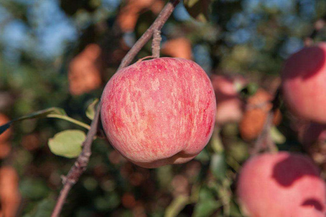 苹果蛋挞制作视频,苹果蛋挞简单做法