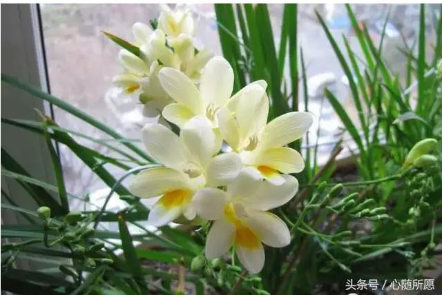 维生素e外用可以淡化胎记吗,美容维生素e