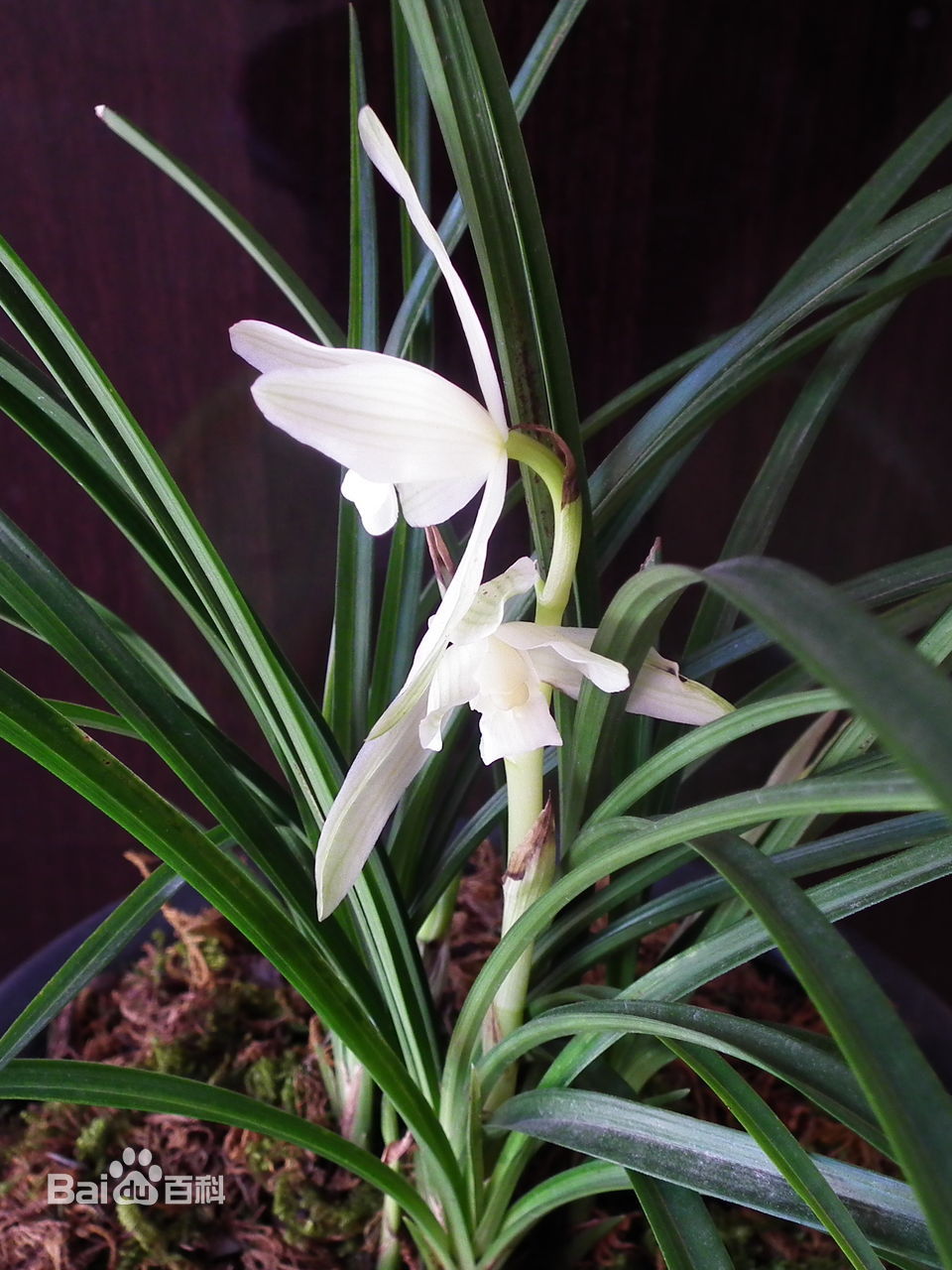 贵州省最名贵十种兰花,蕙兰最名贵十种兰花