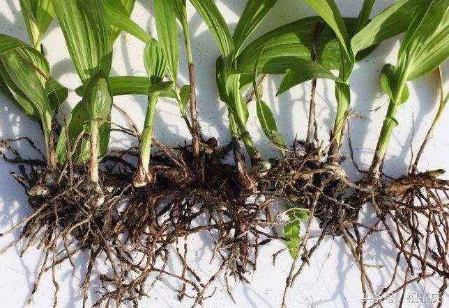 农村无公害种什么经济作物最赚钱,农村种植什么收益快又高