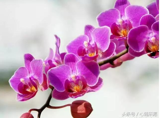 维生素e外用可以淡化胎记吗,美容维生素e