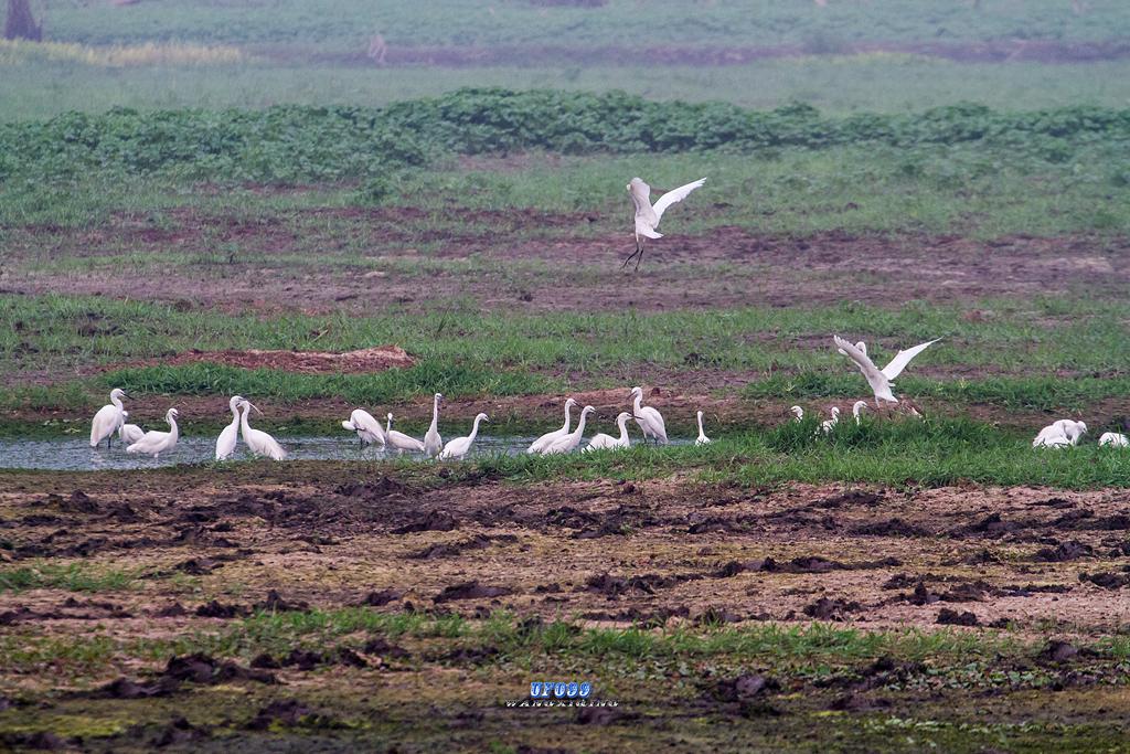 东北五仙刺猬报恩,刺猬仙报恩故事大全