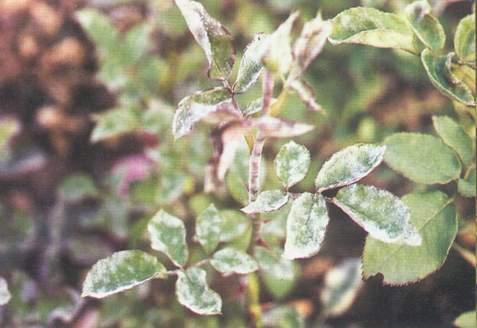 花卉上有虫害怎么办小妙招,家庭盆栽花卉如何防护虫害