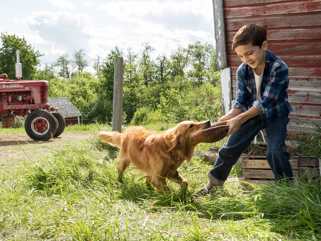 最有灵性的狗狗是什么样的,最有灵性狗狗