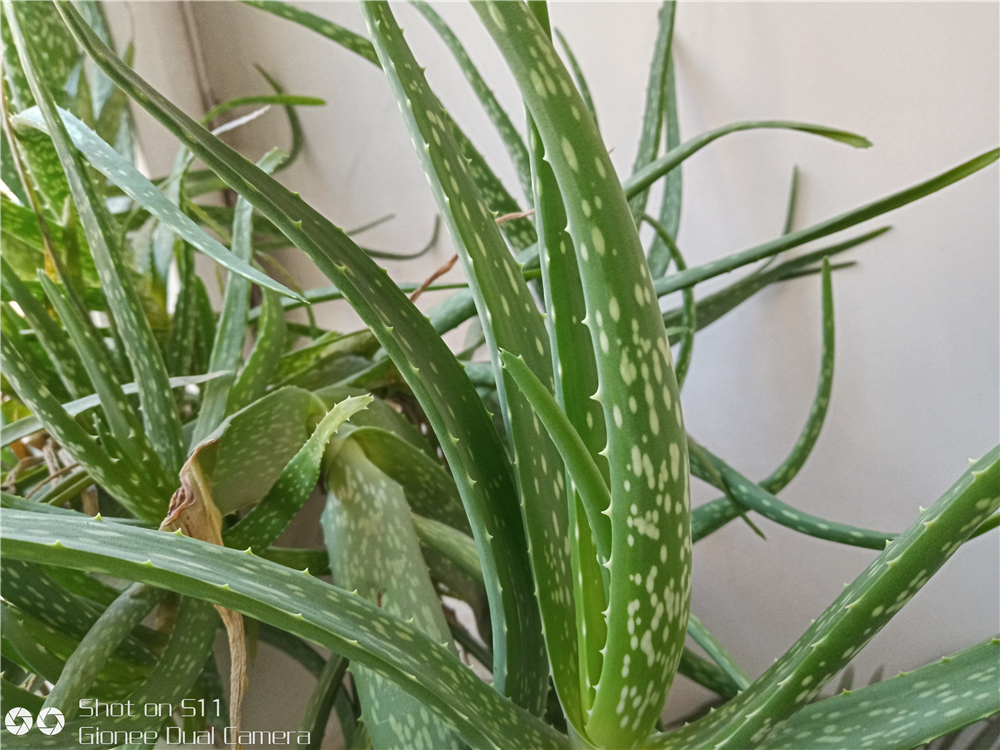 金立s11s手机全面屏,金立s11s深度体验