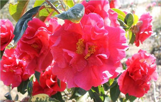 花卉上有虫害怎么办小妙招,家庭盆栽花卉如何防护虫害