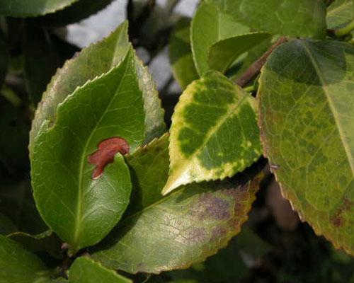 花卉上有虫害怎么办小妙招,家庭盆栽花卉如何防护虫害