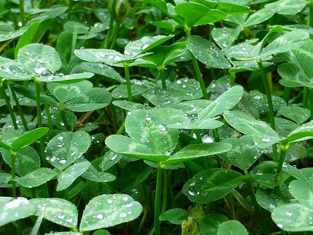 花卉上有虫害怎么办小妙招,家庭盆栽花卉如何防护虫害