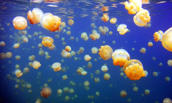 帕劳旅游攻略视频大全,帕劳旅游攻略必去的景点