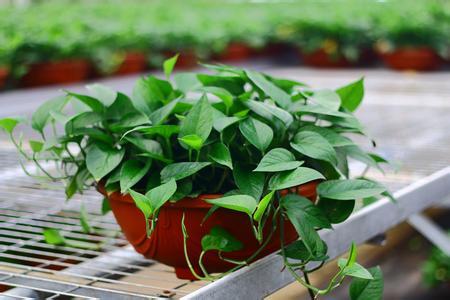 刚装修的房子里放洋葱能除甲醛吗,洋葱除甲醛最有效方法是什么