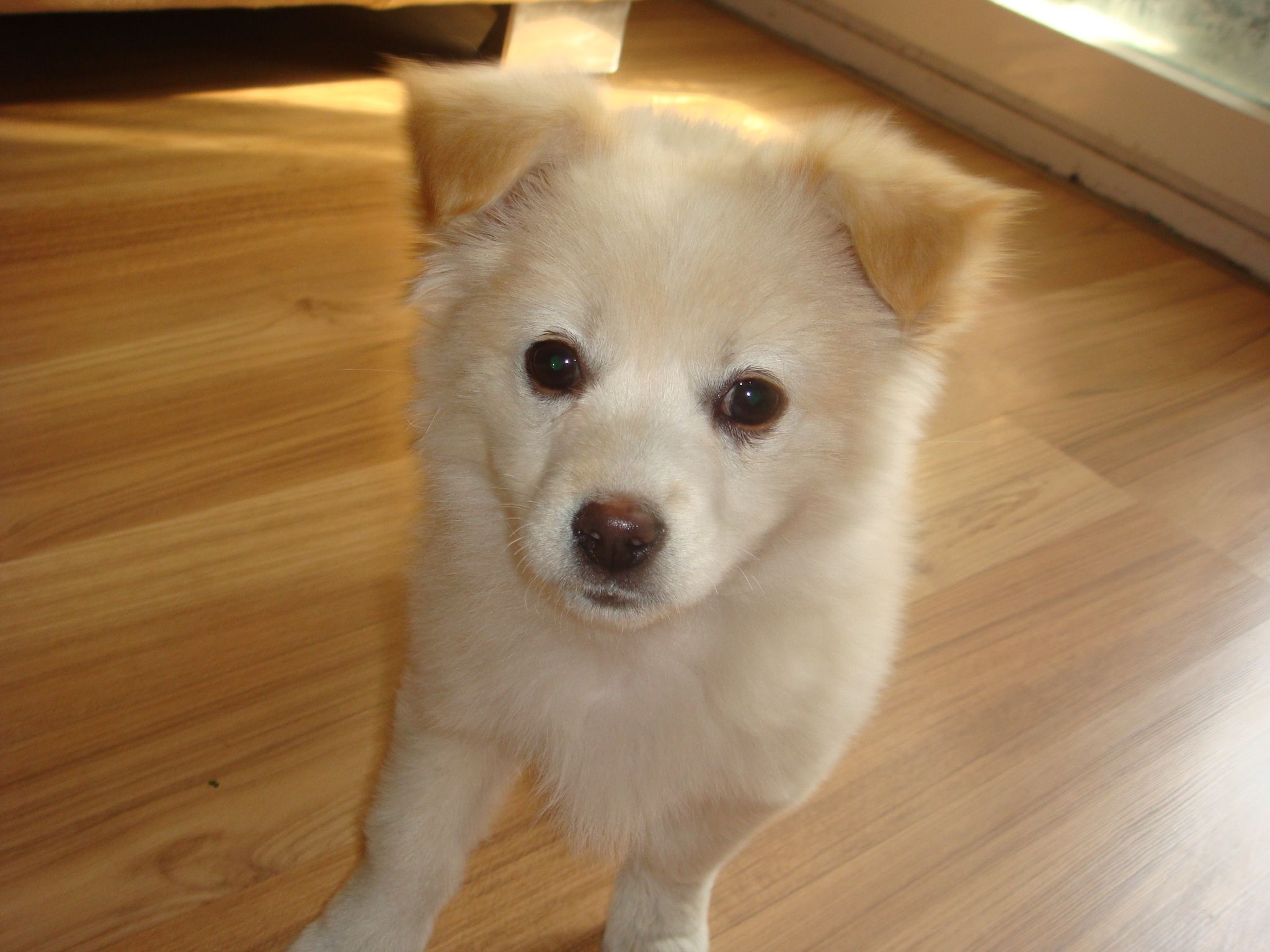 狗狗怀孕初期应注意什么,狗狗怀孕初期症状