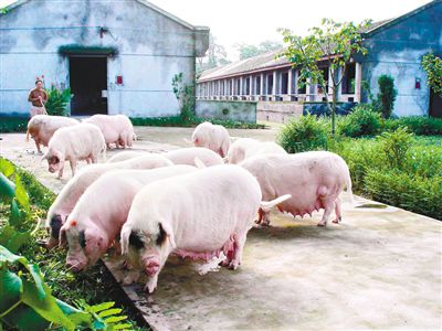 国内好品种猪排名榜最新,猪的品种有哪些哪种猪好养