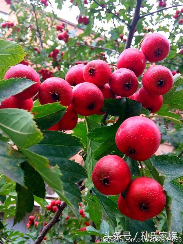 山楂水果怎么吃,山楂是高糖水果吗