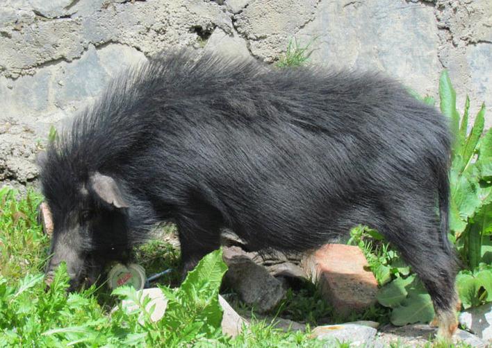 国内好品种猪排名榜最新,猪的品种有哪些哪种猪好养