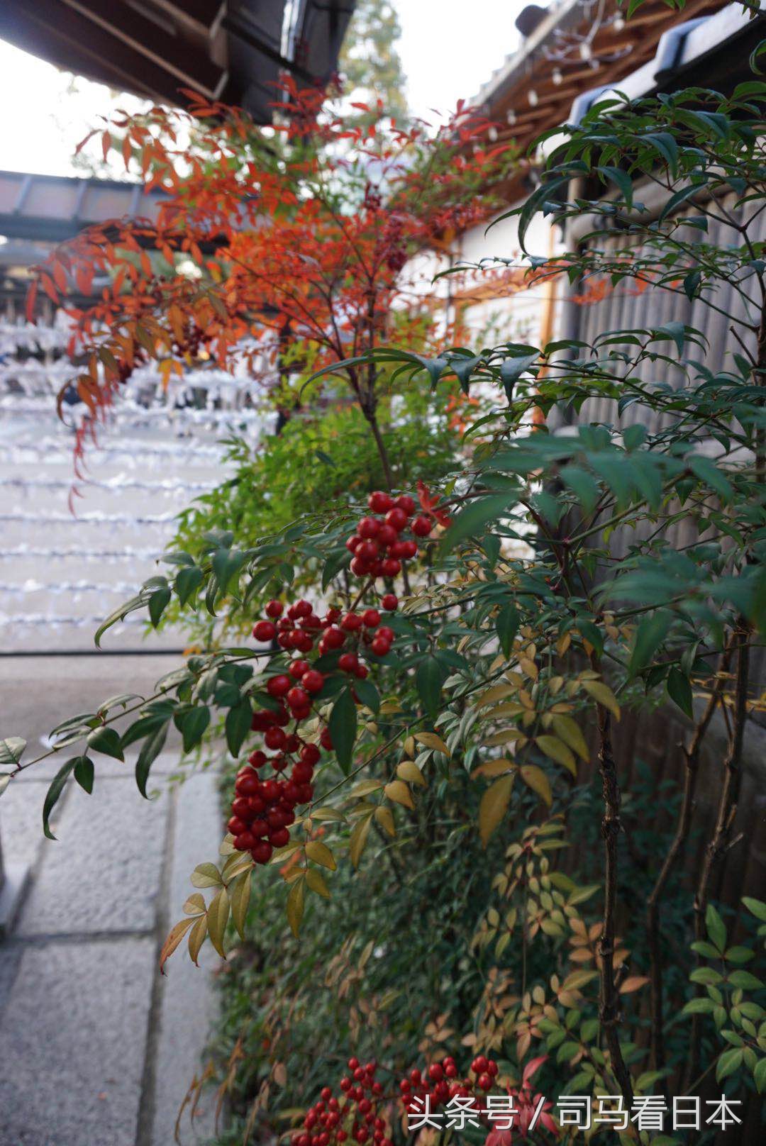 阴阳师中安倍晴明的身份,阴阳师衍生作安倍晴明的现代生活