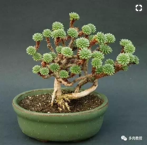 多肉老桩配古盆！美的惊艳了时光！